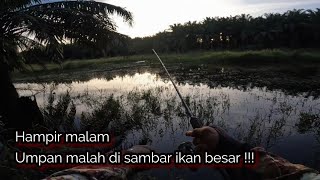 Rezeki nomplok hari menjelang malam dapat ikan besar