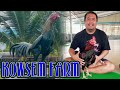 Kowsem Farm, Gudangnya Ayam Mangon Berkualitas