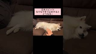 なでられる準備してた犬　#日本スピッツ #わんこ #shorts