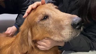 年老いたゴールデンレトリバーの犬はしがみつくようになり、飼い主のそばで楽しそうに寄り添います