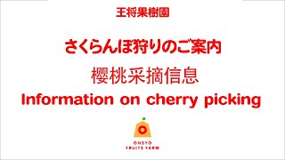 さくらんぼ狩りの案内　Information on cherry picking / 樱桃采摘信息