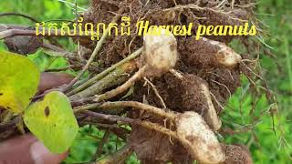 How to harvest peanut#ដកសណ្តែកដី# Sem_Chhim_Vlogs