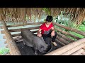 The orphan boy picks fruit, the poor orphan boy's daily life of raising chickens, ducks, and pigs