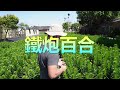 【孤挺花花海】 amaryllis 在遠的要命王國有一望無際的孤挺花海，除了美麗花海，還有一大堆美麗的自育品種。＃長春園藝＃孤挺花＃伊恩愛種花 雲林四湖