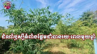 ដំណាំឫស្សីទំពាំងផ្អែមដាំបានរយៈពេលមួយឆ្នាំ