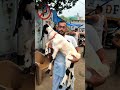 rajabazar narkeldanga bakra mandi babygoat goatbaby goatkids babygoats goat rooftop shorts