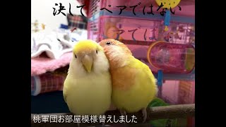 210123　先週お留守番してから　さらに親密になりました　小桜インコ　我が家の天使たち5羽α