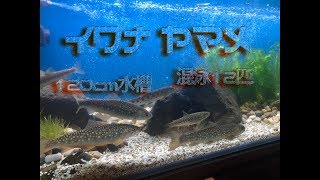 【イワナとヤマメの120ｃｍ水槽】＃1　ついに立ち上げ！！　紹介編　【120cm aquarium of  IWANA trout and YAMAME trout】Introduction