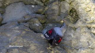 Wallcreeper, Tichodroma muraria