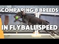 8 Breed’s Speeds-Flyball Dogs