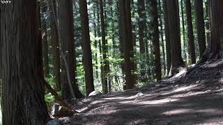 편백숲 매력에 빠지기   울창한 편백숲에서 힐링   Cypress Forest