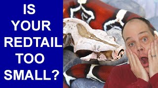 How Fast Should Your Red Tail Boa Grow? Suriname Red Tails from Birth to Maturity!