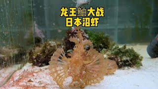 龙王鮋大战日本沼虾，谁能获胜呢？