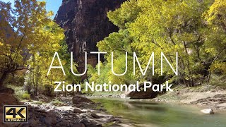 AUTUMN in ZION NATIONAL PARK 4K | Fall Ambience | Nature Sounds | 90 Min 🎧