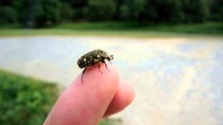 Flower chafer on my fingers ハナムグリを指から飛び立たせる