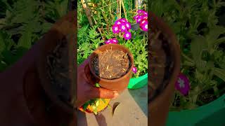 Easy Way to Propagate Ixora Plants from Cutting✂️🌿 #gardening#ixora #shortvideo#propagate#ixoraplant