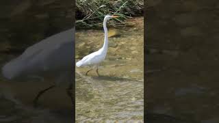 백로 !!!  great egret  앗 !!! 깜짝이야 *** 중대백로가 놀란이유는 ???  사냥하려다 공격하는 메기를보고 깜짝놀라는 장면*** 무셔 메기 ***