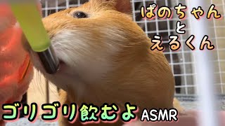 【モルモット】ゴリゴリ飲むよ ASMR ぱのちゃんとえるくん 可愛いモルモットの動画　Cute Japanese 【guinea pigs】Pano and EL🐹 asmr 鳴き声