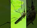 Why Are Mosquitoes the Most Dangerous Animals? #shorts