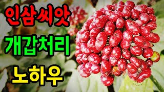 [터치정보農 15편] 인삼 종자 선별 및 개갑처리