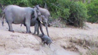 Elephants Help Calf That Can't Get Up the Ridge