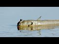 meet the mudskipper english