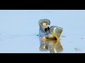 meet the mudskipper english