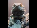 bearded dragons the ultimate pet reptiles shorts beardie petvideos