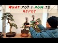 Choosing the right pot for your bonsai