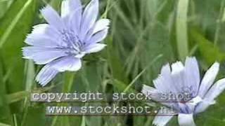 Chicory (cichorium intybus)