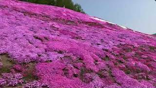 北海道　東藻琴　ひがしもこと芝桜公園