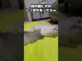 目の前に犬のしっぽがあったら猫がこうなる... 猫 cat