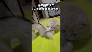 目の前に犬のしっぽがあったら猫がこうなる...#猫 #cat