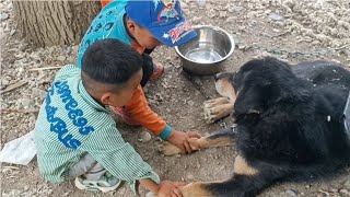 带三条狗穷游到巴塘县，几个藏族小孩特别喜欢小黑妞非要摸它【环华胜勇】