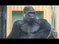 new amazing therapeutic training for the momotaro family . gorilla