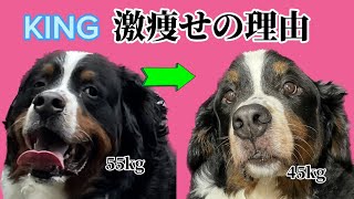 超大型犬KING７歳激痩せの理由