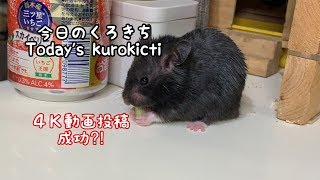 【４Ｋ】今日のくろきち　ゴールデンハムスター　クロクマ