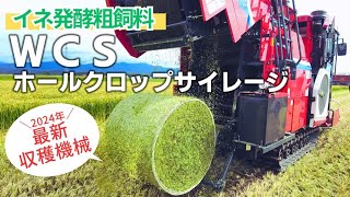 稲WCS（ホールクロップサイレージ）2024年最新収穫機械をご紹介します！【稲発酵粗飼料】【今金町黒毛和牛】【北海道】【水田活用】【サイレージ】【JCB1810】