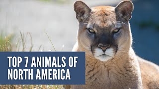 Animals of North America: Top 7 Endemic Wildlife of the Continent