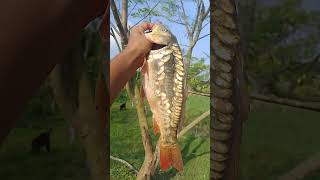 ❤️‍🔥#বিশাল #বড় #মিনার #কাপ #hook_fishing #wow #Amazing #fish#fishingvideo #fypviralシ #viralfishin 🐟