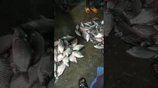 বড় সরপুটিঁ মাছ,fish market laksam