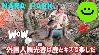 外国人観光客は鹿とキスを楽しんだ💋NARA  PARK🫎