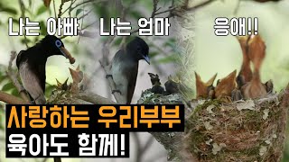 사랑하는 우리 부부, 육아도 함께ㅣ긴꼬리딱새와 팔색조 생육 과정 포착ㅣ