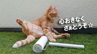 保護猫 とらじさんがコロコロされます☆きもちいー♪