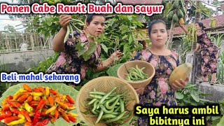 Harganya Mahal Gak Perlu Beli .Sore Ini Panen Cabe Rawit Sayur Dan Juga Buah..Semua Melimpah