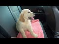 on adopte un chiot golden retriever