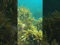 Crystal Clear Water , Free Diving for Crayfish and Paua , Foveaux Strait.New Zealand.