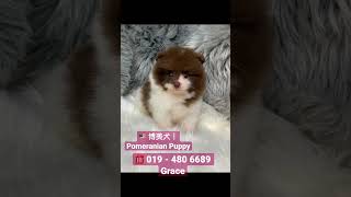 019 - 480 6689 Grace. 博美犬｜Pomeranian Puppy. #puppyforsale #puppy #pomeranianpuppy #博美犬