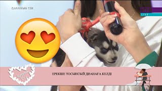 Ерекше тосынсый Дианаға келді! Қалаулым Сен! #24! 25.10.2019ж. Калаулым