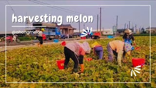 美濃瓜採收 harvesting melon︱ahongmelon farming